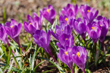 Çiğdem, çoğul crocuses iris ailesinde çiçekli bitkilerin bir cinstir. Bir demet timsah, timsahlarla dolu bir çayır.