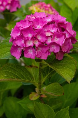 Ortanca çiçekleri açar. Kaplarda süs bitkileri ile Ortanca Bush.