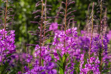 Fireweed Mor çiçekler, Rosebay Willowherb, Epilobium angustifolium, Fransız söğüt, doğal arka planda Ivan-çay, sağlıklı çay, geleneksel tıp. Çiçek arka plan