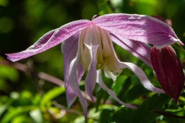 Bahar bahçesinde Clematis macropetala. Bahçede Clematis çiçekleri