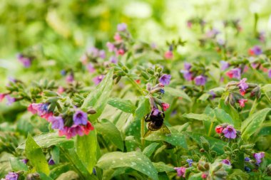 Bahar bahçesinde Pulmonaria (akciğer otu). Akciğer otu çiçekleri üzerinde yaban arısı. Çiçekli, mor ve pembe çiçekli bahar arkaplanı. Bahçedeki şifalı bitkiler