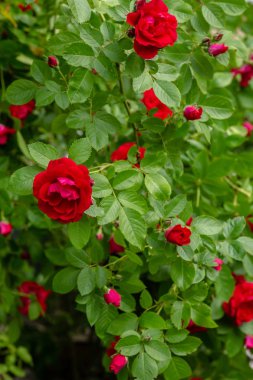 Güzel tonda güller yakın. Doğa arka planı