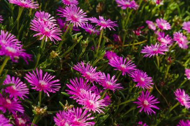 Carpobrotus edulis pembe çiçek buz bitkisi. Güzel mor veya pembe çiçek arka plan