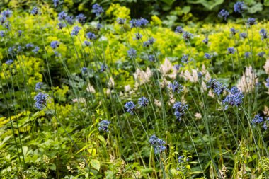 Allium bahar bahçesinde deşifre eder. Bahçede süs soğanı bitki si yetiştir