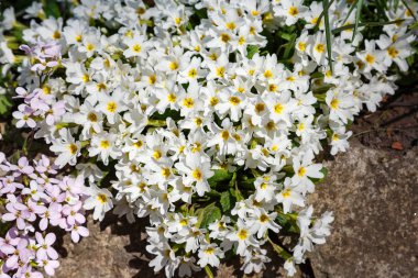 Bahar bahçesinde çiçek açan primula çiçekleri