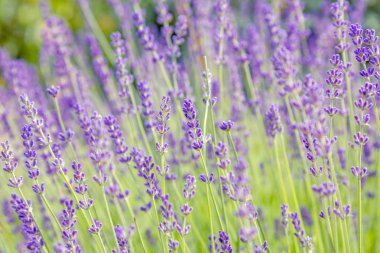 Lavanta çiçekleri ile güzel yaz manzarası