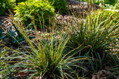 Bahar bahçesinde Carex morrowii