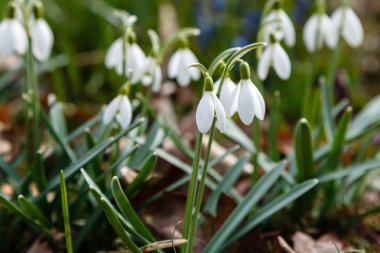 Kardelen veya ortak kardelen (Galanthus nivalis) bahçede çiçekler
