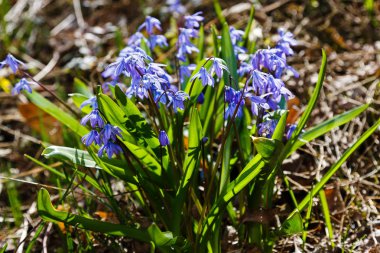 Bahar bahçesinde Scilla siberica. Scilla siberica mavi çiçekler soğanlı bitkiler