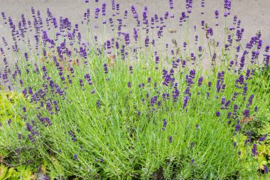 Lavanta çiçekleri ile güzel yaz manzarası