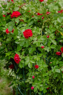 Güzel tonda güller yakın. Doğa arka planı