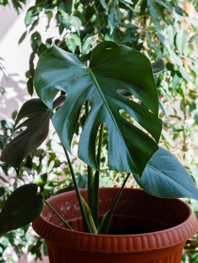 Monstera yeşil yaprakları - popüler bir tropikal bitki
