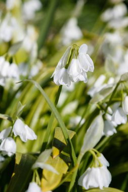 Bahar bahçesinde Allium paradoksu. Bahçede büyüyen soğanlı bitkiler