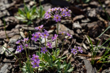 Bahar bahçesinde çiçek açan primula çiçekleri