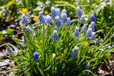 Muscari çiçekleri, Muscari armeniacum, Üzüm Sümbüller bahar çiçekleri nisan ve mayıs aylarında çiçek. Mavi çiçekli Muscari armeniacum bitkisi