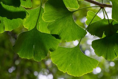 Botanik bahçesinde genç ağaç Ginkgo biloba. Bahçede Ginkgo biloba ağacı güven. Bahçede şifalı bitkiler