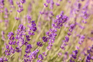 Lavanta çiçekleri ile güzel yaz manzarası