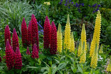 Lupin çiçekleri (Lupinus cinsi) yaz bahçesinde