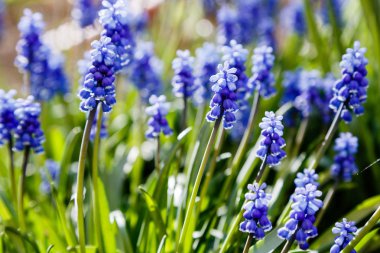 Muscari çiçekleri, Muscari armeniacum, Üzüm Sümbüller bahar çiçekleri nisan ve mayıs aylarında çiçek. Mavi çiçekli Muscari armeniacum bitkisi