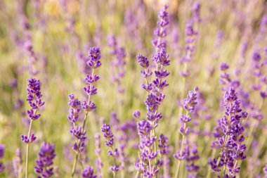 Lavanta çiçekleri ile güzel yaz manzarası