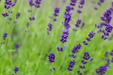 Lavanta çiçekleri ile güzel yaz manzarası