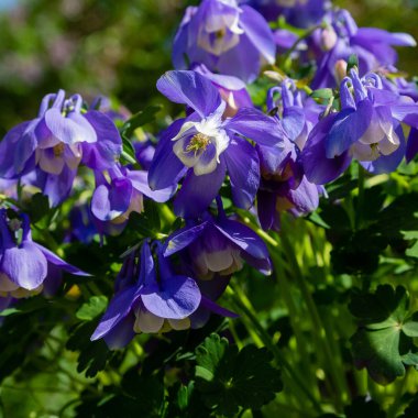 Bahar bahçesinde Aquilegia coerulea. Naturfal arka planda aquilegia mavi çiçekler. Kaya bahçesi için bitki