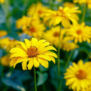 Çiçek yatağında sarı papatyalar. Otsu yıllıklar ve çok yıllık heliopsis cinsi (Heliopsis).