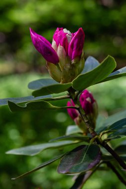 Bahar bahçesinde çiçekli rhododendrons