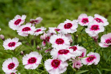 yeşil arka planda bahçede Dianthus çiçekleri