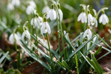 Kardelen veya ortak kardelen (Galanthus nivalis) bahçede çiçekler