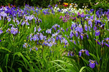Sibirya iris çiçekleri (iris sibirica) bahçede yeşil bir arka plan üzerinde