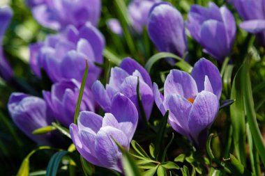 Çiğdem, çoğul crocuses iris ailesinde çiçekli bitkilerin bir cinstir. Bir demet timsah, timsahlarla dolu bir çayır.