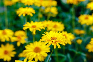 Çiçek yatağında sarı papatyalar. Otsu yıllıklar ve çok yıllık heliopsis cinsi (Heliopsis).