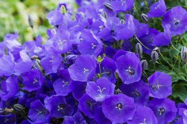 Campanula patula veya yayılan çan çiçeği Campanula cinsinin bir bitki türüdür. Bu narin çan çiçeği, dik ve huni şeklinde soluk mavi veya beyaz çiçeklerin yanal dallarını taşır