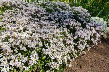Alp tepeüzerinde beyaz arabis çiçekli