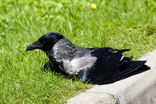 Corvus Cornix Grey Crow Chick Jardín — Foto de Stock