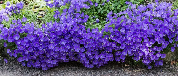 坎帕努拉帕图拉或传播钟花是坎帕努拉属的植物物种 这种精致的钟花有浅蓝色或白色花的侧枝 直立和漏斗形状 — 图库照片
