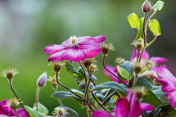 Flowers Perennial Vines Clematis Garden Growing Clematis Blooming Clematis — Stock Photo, Image