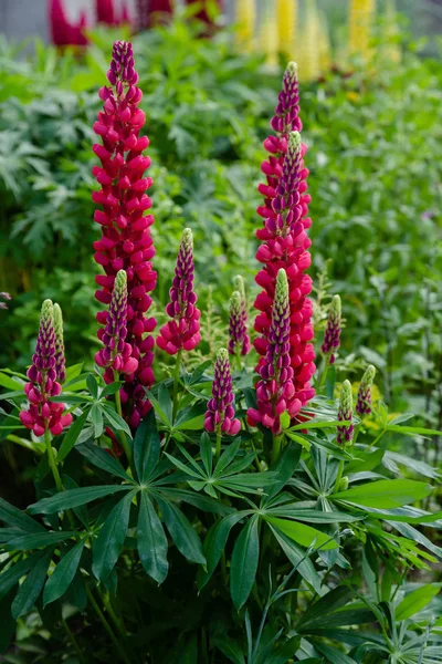 Květy Lupiny Rod Lupinus Letní Zahradě — Stock fotografie