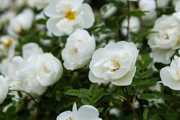 Hermosas Rosas Tonificadas Cerca Fondo Naturaleza —  Fotos de Stock