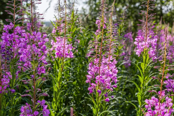 Flores Roxas Lareira Rosebay Willowherb Epilobium Angustifolium Salgueiro Francês Ivan — Fotografia de Stock