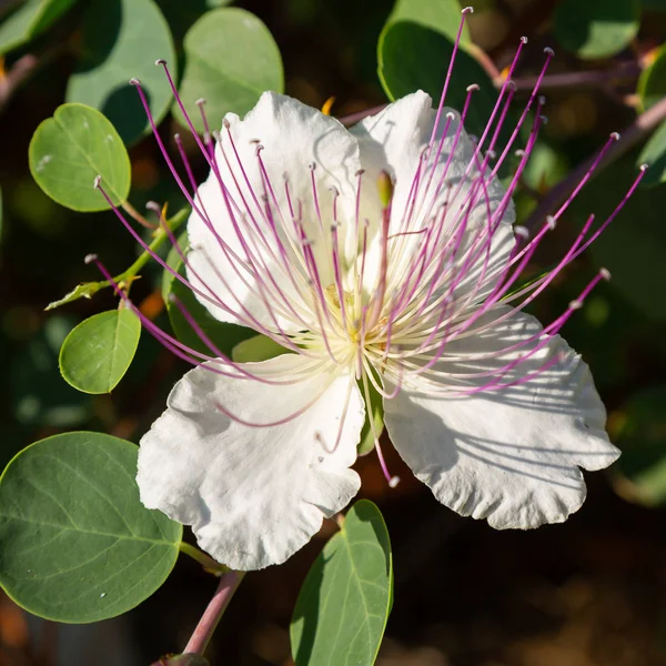 ケーパー低木 カパリスピノサ の花をクローズアップ カペロスの紫と白の花 カパリスピノサ ケッパーブッシュ またフリンダースローズと呼ばれています エキゾチックな花 — ストック写真