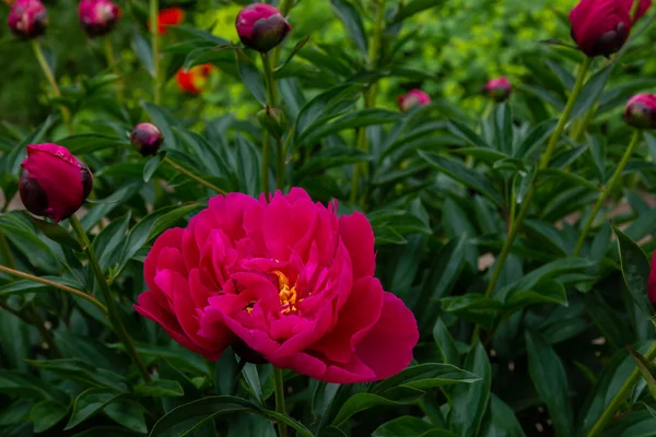 Abundantes Peonías Rosadas Florecientes Jardín Hermosas Flores Peonía — Foto de Stock