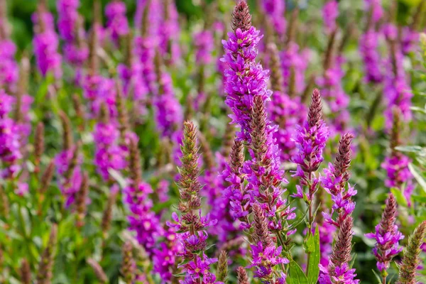 Fialové Květy Lythrum Salicaria Přírodním Pozadí — Stock fotografie