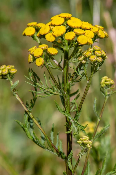 Żółty Kwiat Tanacetum Vulgare Naturalnym Tle Rośliny Lecznicze Ogrodzie — Zdjęcie stockowe