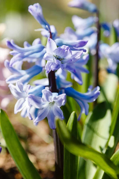 Цветущие Гиацинты Hyacinthus Orientalis Саду — стоковое фото