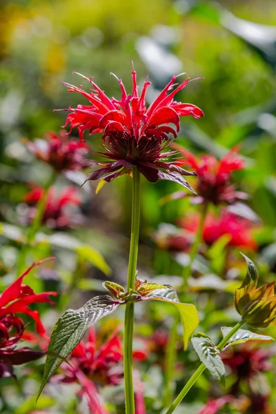 Fleur Rouge Monarda Fleur Monarda Dans Jardin — Photo