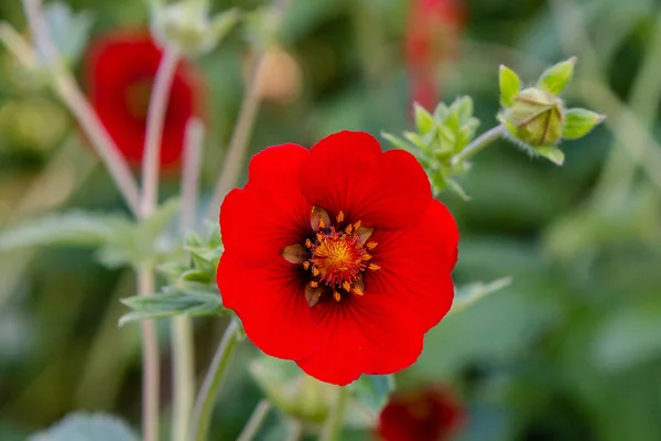 Potentilla Atrosanguinea Bahçede Potentilla Nın Kırmızı Çiçeği Bahçede Şifalı Bitkilerin — Stok fotoğraf