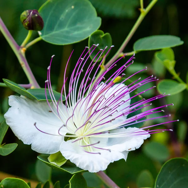 Close Flowers Caper Shrub Capparis Spinosa Purple White Flowers Caperous — Stock Photo, Image