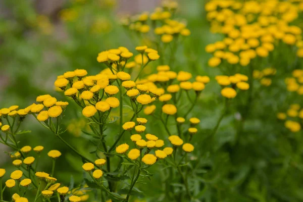 Żółty Kwiat Tanacetum Vulgare Naturalnym Tle Rośliny Lecznicze Ogrodzie — Zdjęcie stockowe